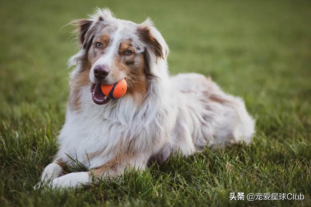 寵物牧羊犬品種大全