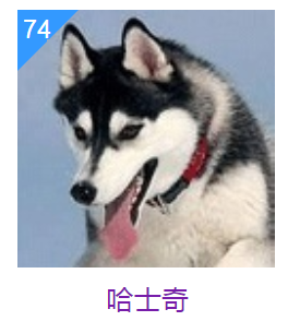 这几种狗狗，或许智商不太高，但长相没话说