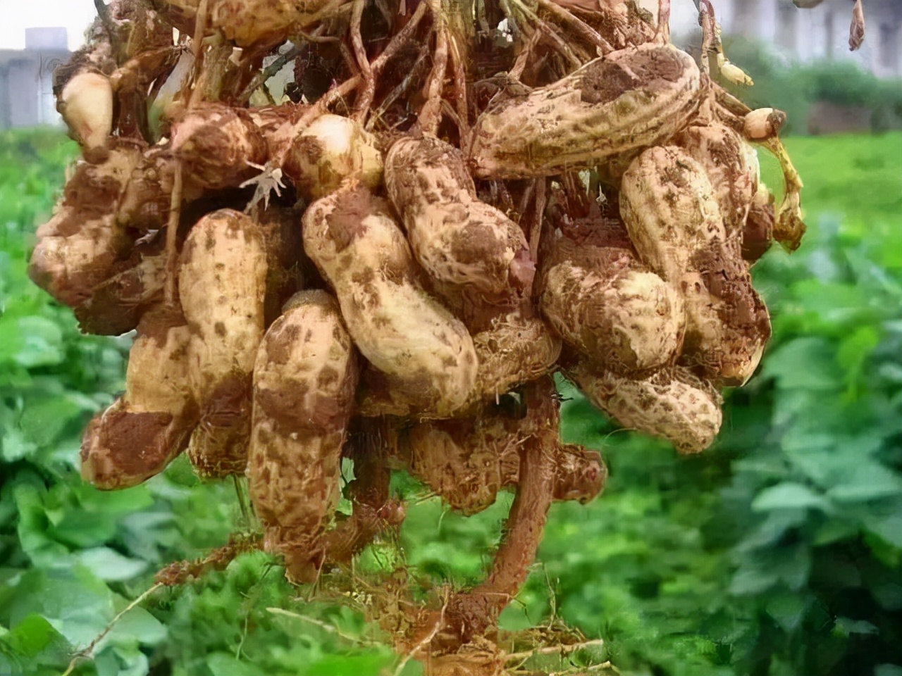 早起空腹吃几粒花生，坚持半个月，这4个好处也许“不请自来”