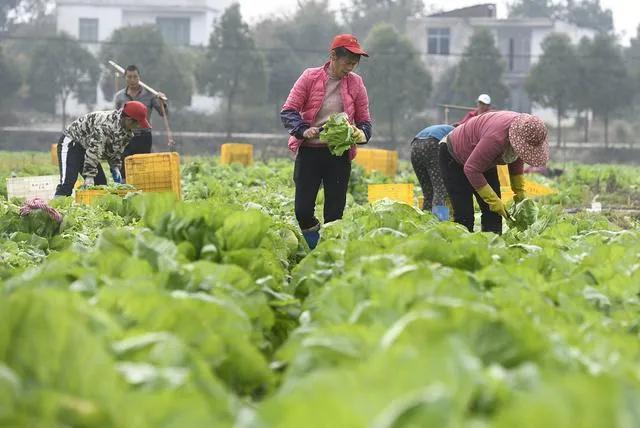 芥蓝种植5大招 学会了 多次采摘 摘不完 天天看点