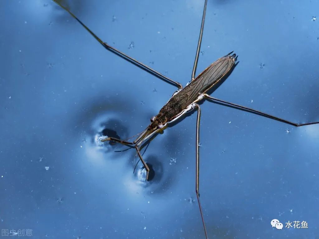 水中常见虫子图片