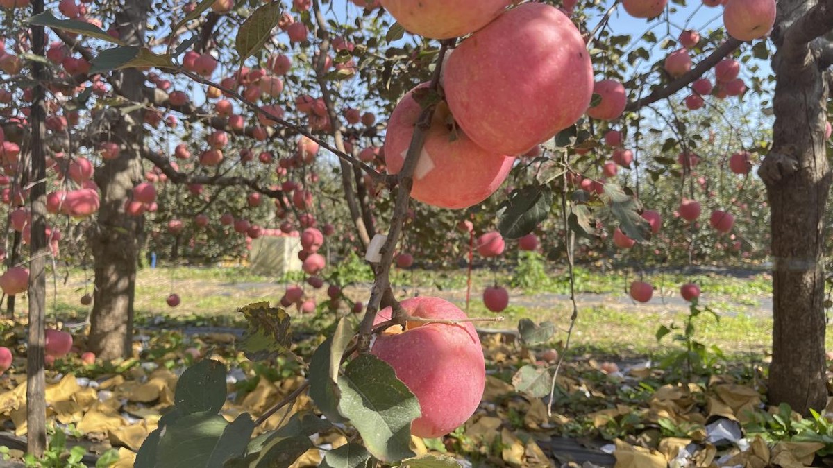 岛本酵素果友百问百答——苹果补钙了怎么还缺钙？如何科学补钙？