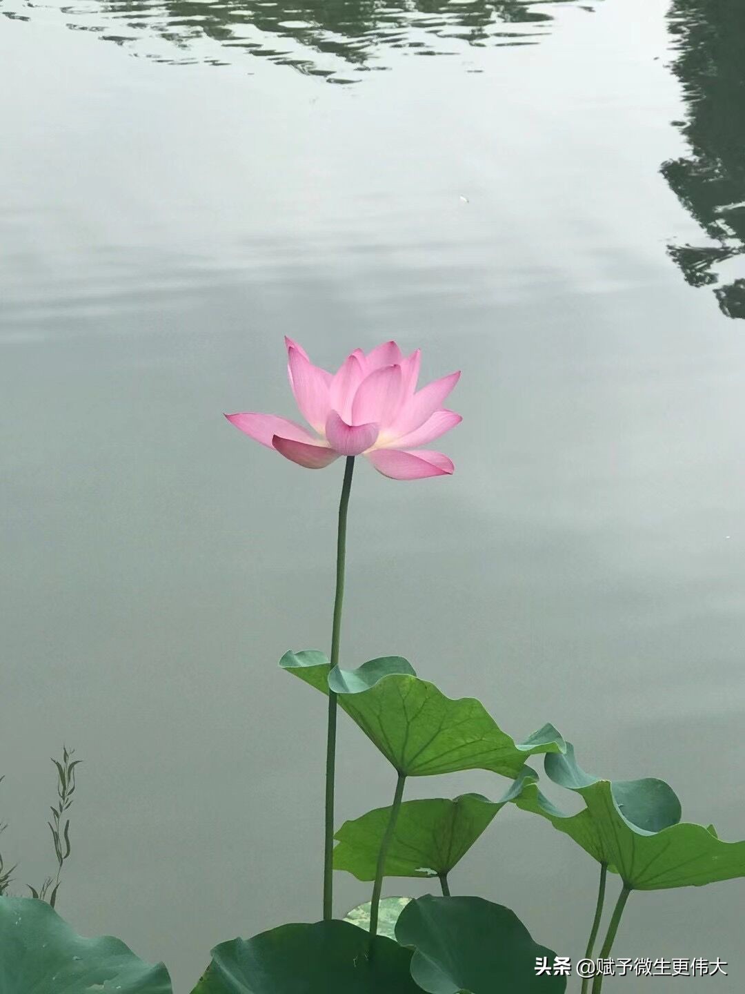 喝彩——福惠天地共生莲