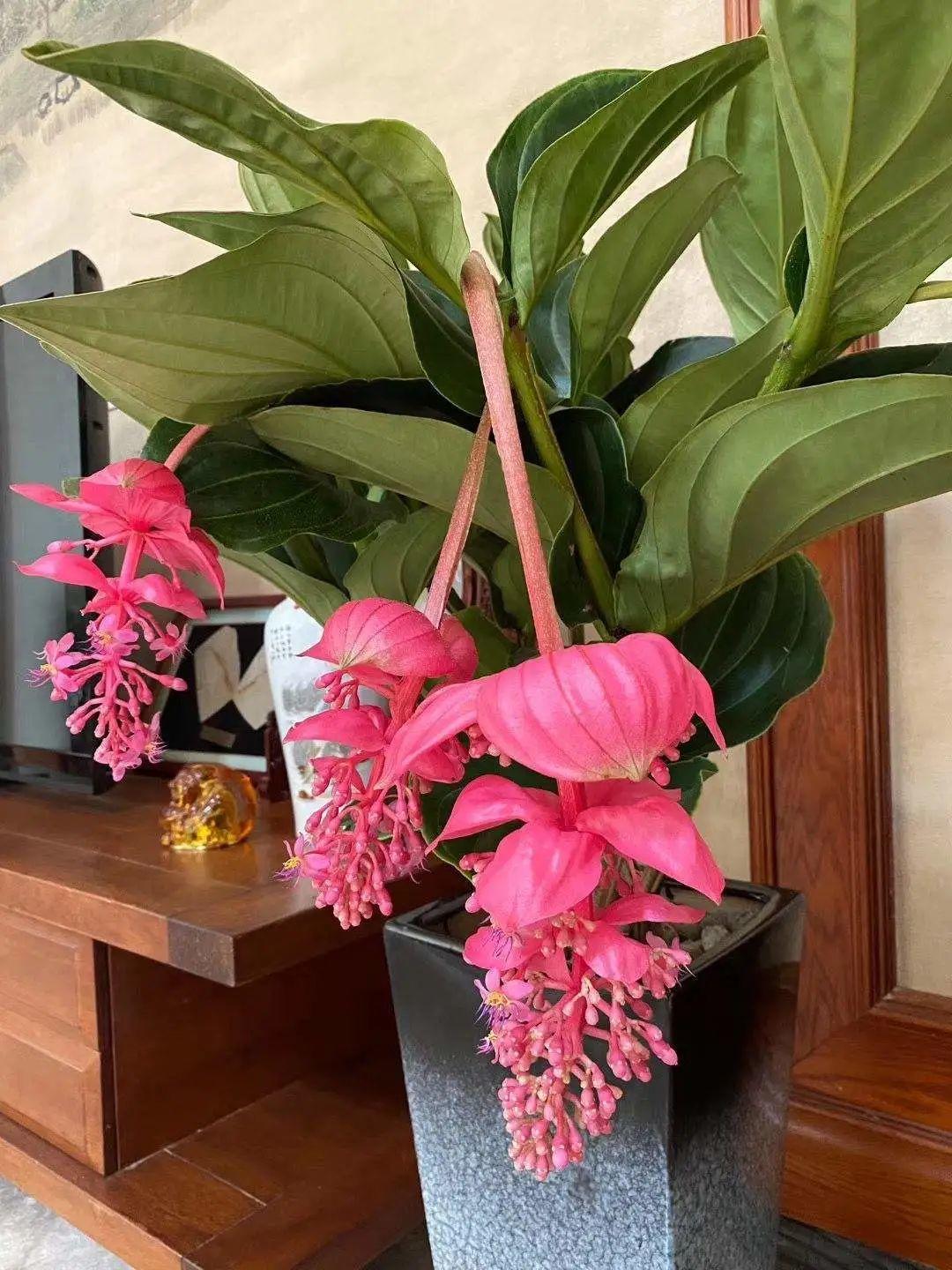 7种“大型花”，又美又高贵，客厅一放，吸光废气，人旺家旺