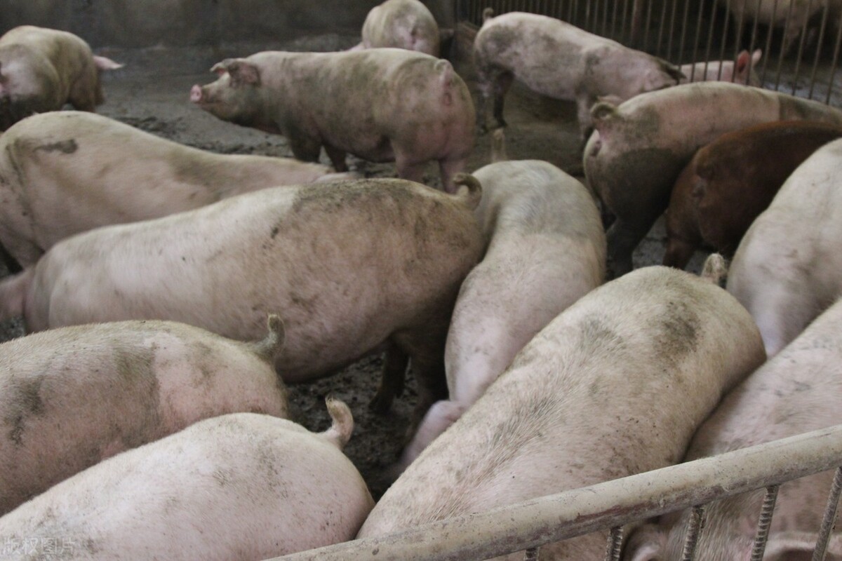 猪价涨跌频繁的背后，释放3个信号