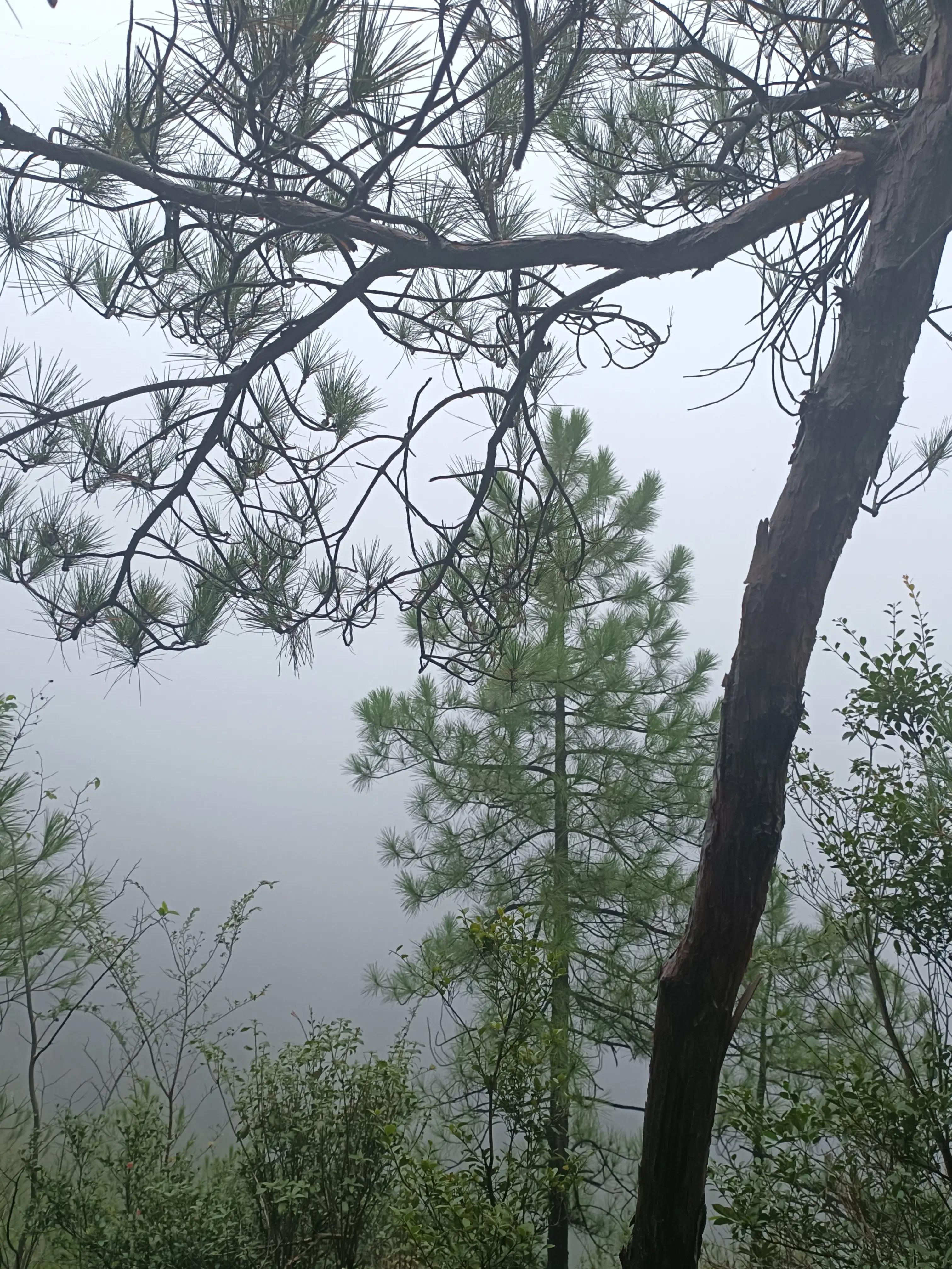 行到水穷处，坐看云起时一一雨游白云山