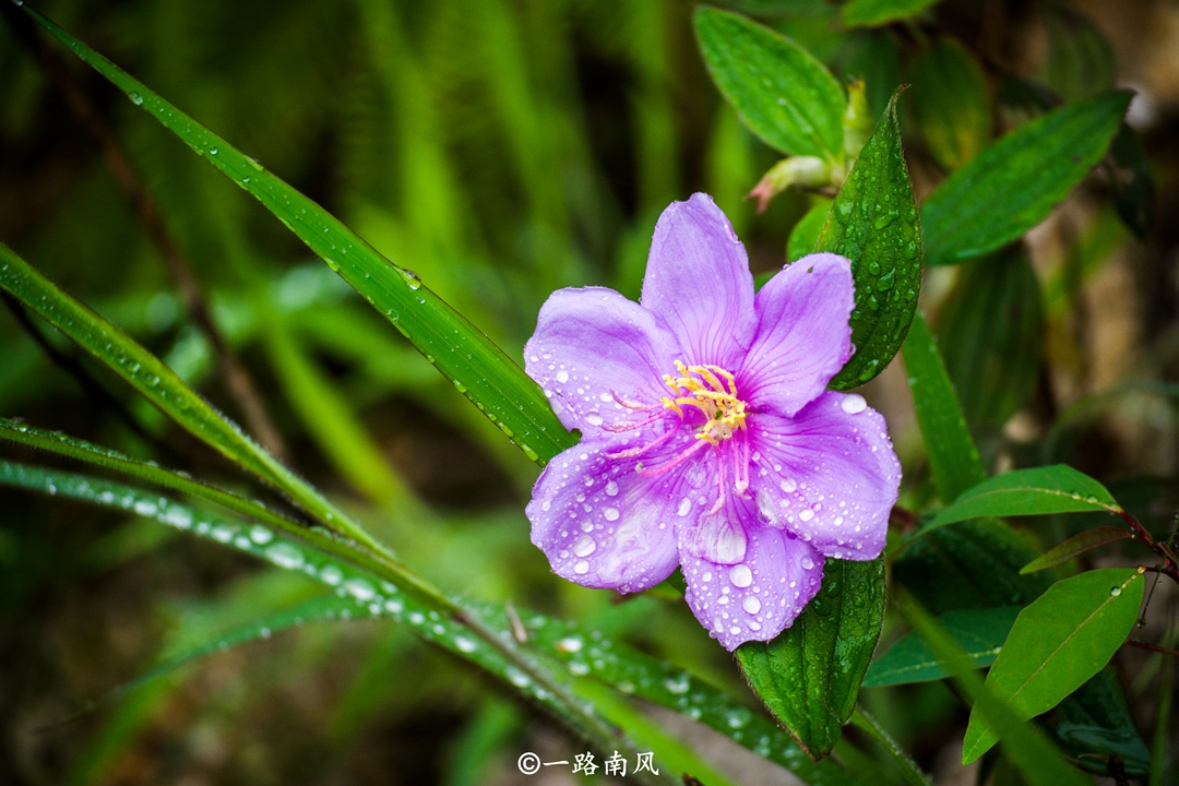 桂峰山在哪（被誉为后花园的广州郊区桂峰山）