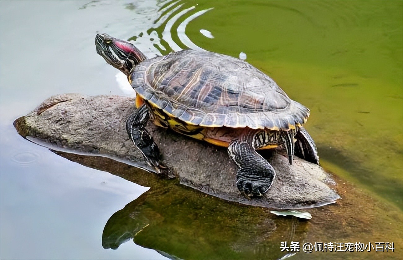 巴西龟寿命最长可达多少年(巴西龟的寿命一般有多少年？巴西龟怎么养才能活得久？)