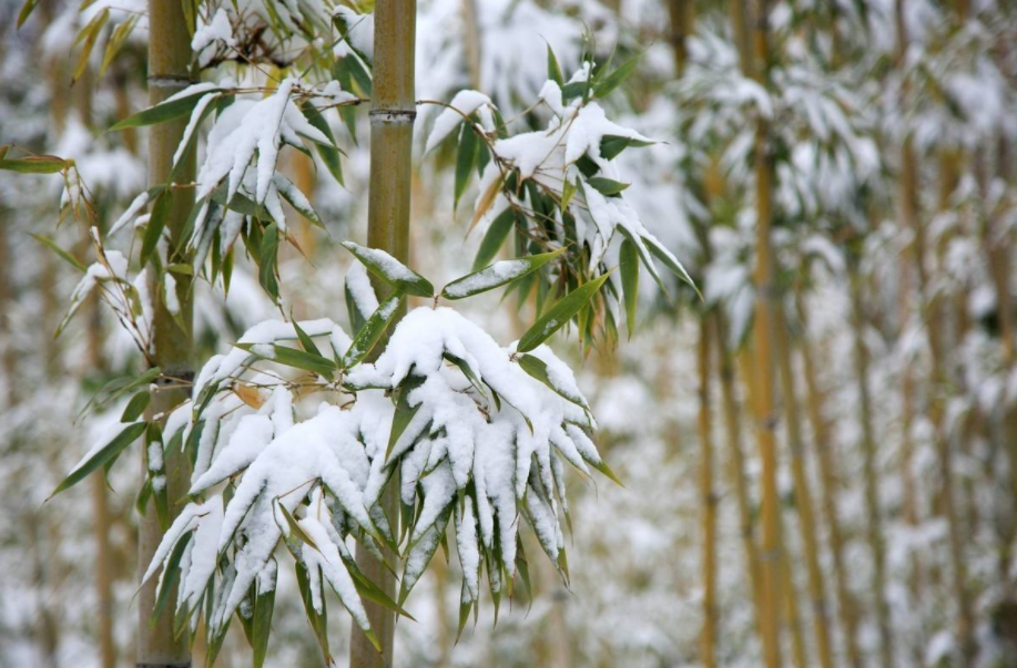 赞美冰雪的现代诗句(「原创诗词」管恩锋 | 若无瑞雪催春发 哪有千花焕彩颜（咏雪20首）)