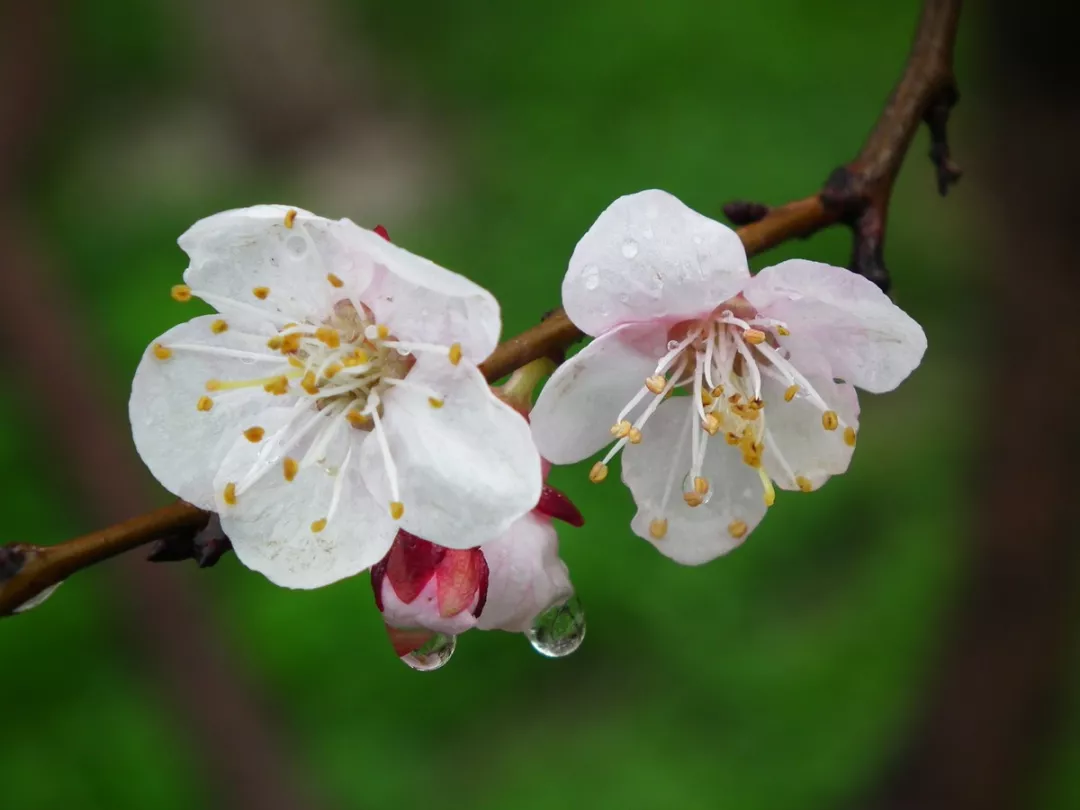 雨中草色绿堪染，雨水读诗唤春来