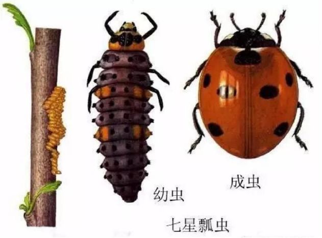 益蟲和害蟲,益蟲和害蟲分別有哪些