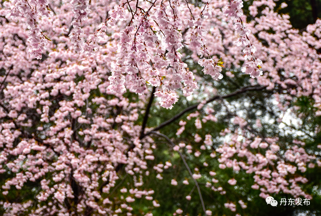 丹东这一地儿入选全国十大赏樱地！赏花攻略提前收藏