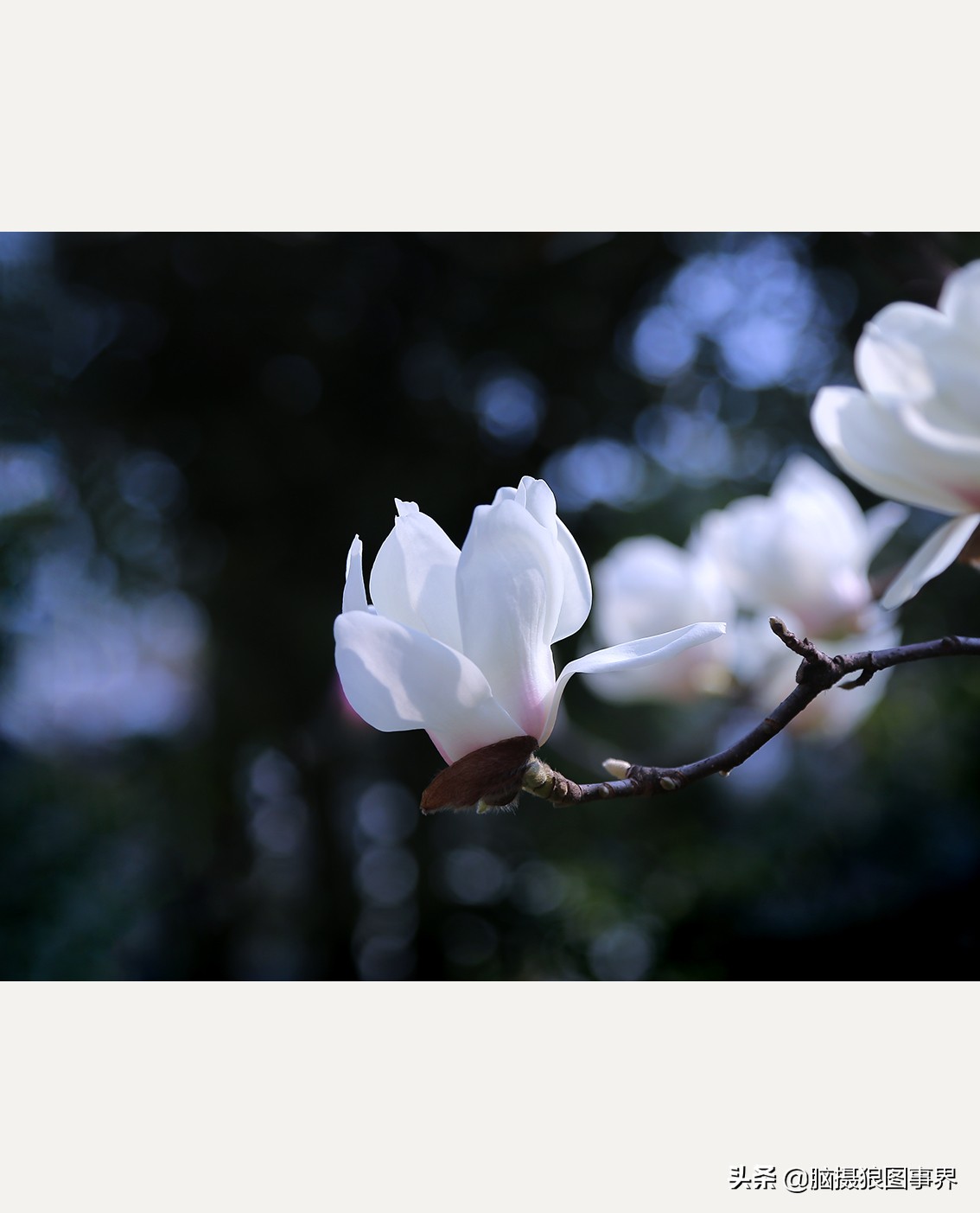 玉蘭花圖片,玉蘭花圖片大全大圖