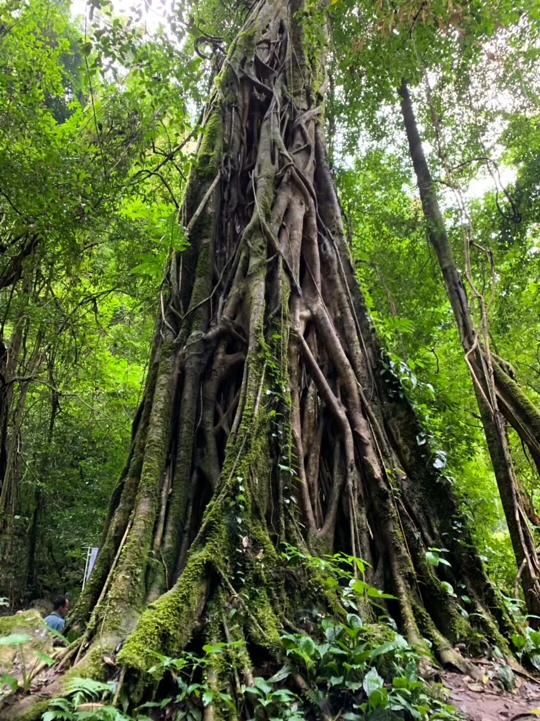 绞杀榕是什么植物(勐远网红千年树王绞杀榕)