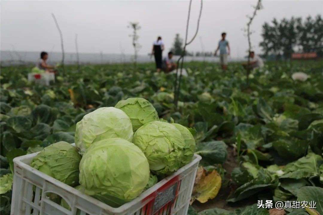 广州部分区域静默，菜价受短时供需影响上升，行情还是苦逼状态