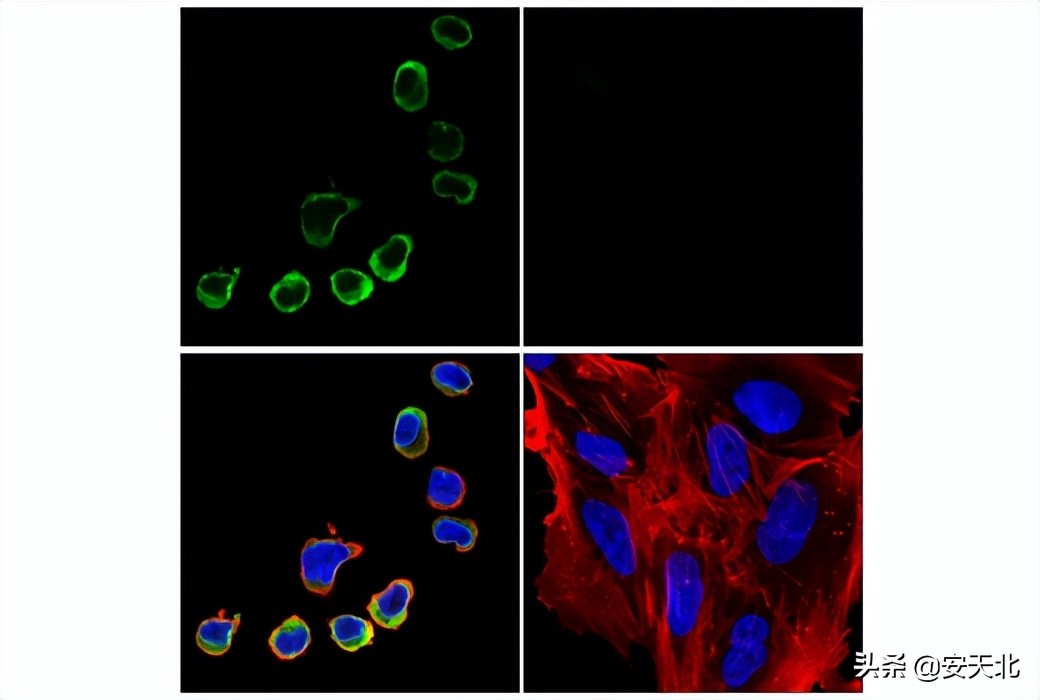6月上市的经严格验证的全新抗体、试剂及试剂盒-伊诺凯