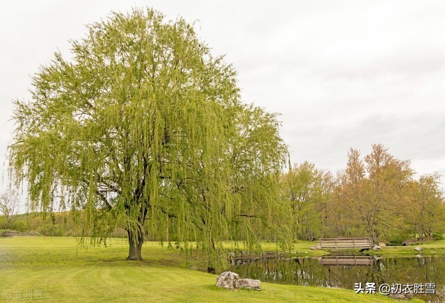 先唐杨柳古诗七首，同心且同折，溯源折杨柳送别的古俗