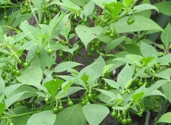 农村能吃的野菜100种能吃的野菜100种图片大全