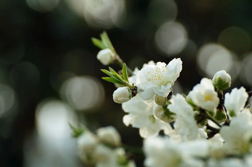 诗词鉴赏-欲与梨花共白，十首白桃花的诗词，酝酿一个浪漫春色