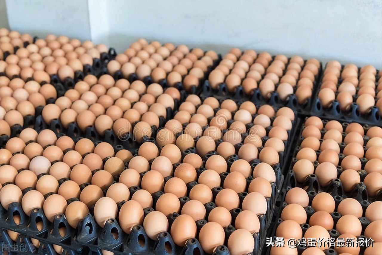 今日兴平鸡蛋价格「蛋禽网今日鸡蛋价格」