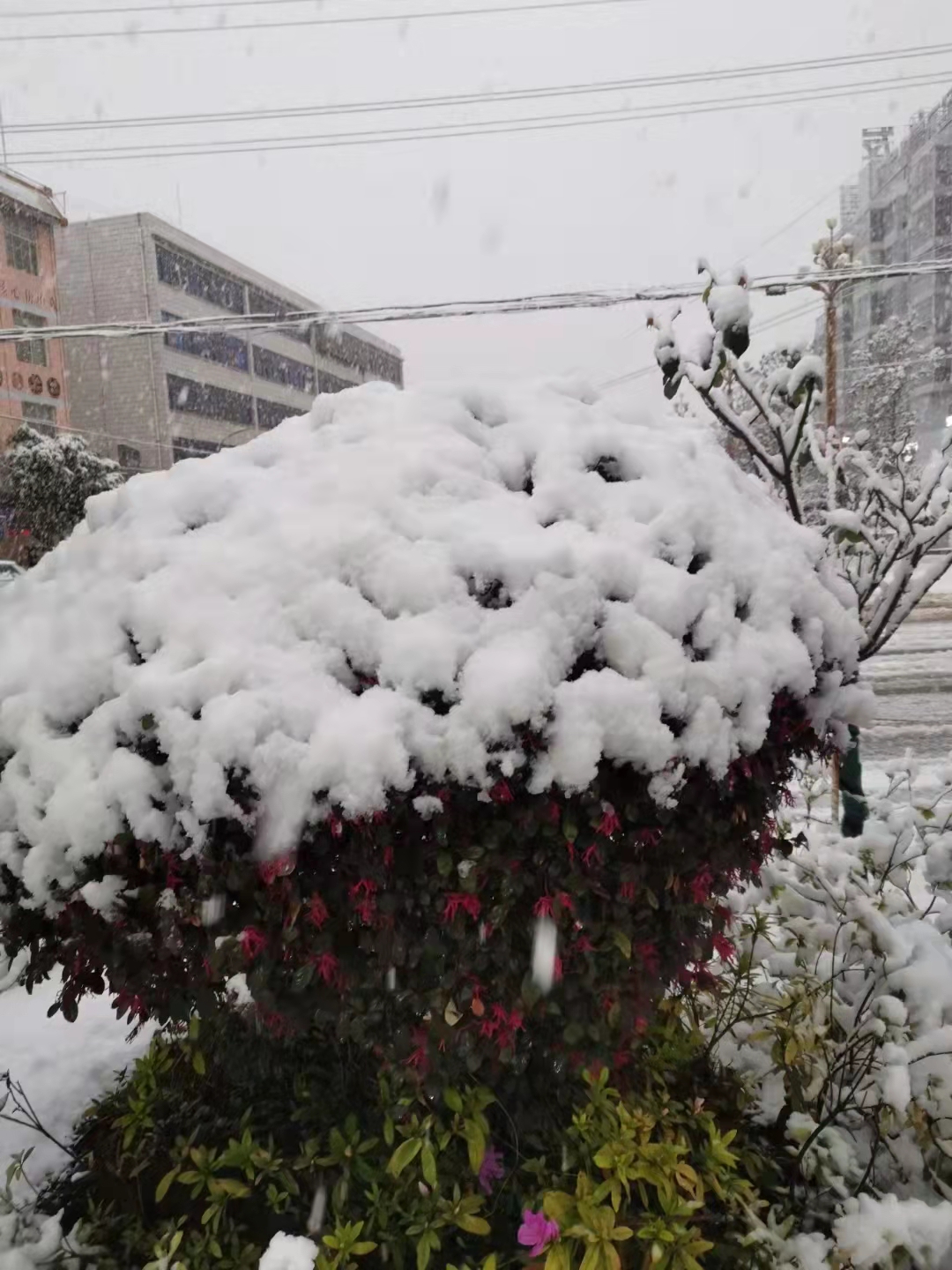 天气预报：云南省楚雄州大雪纷飞，什么时间会停歇，农谚怎么说？
