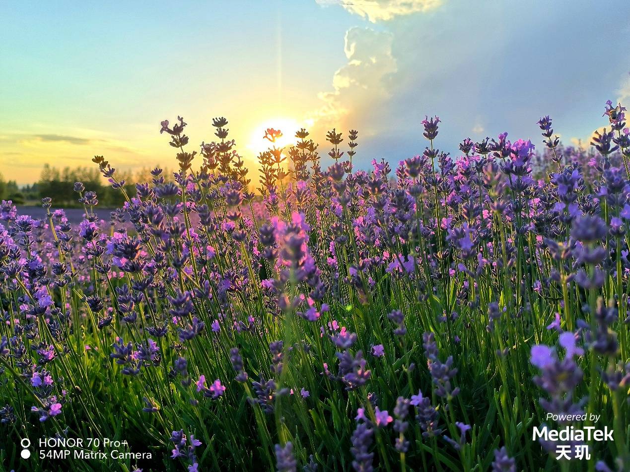 影像能力全面释放，天玑9000手机夏日惊艳样张赏析