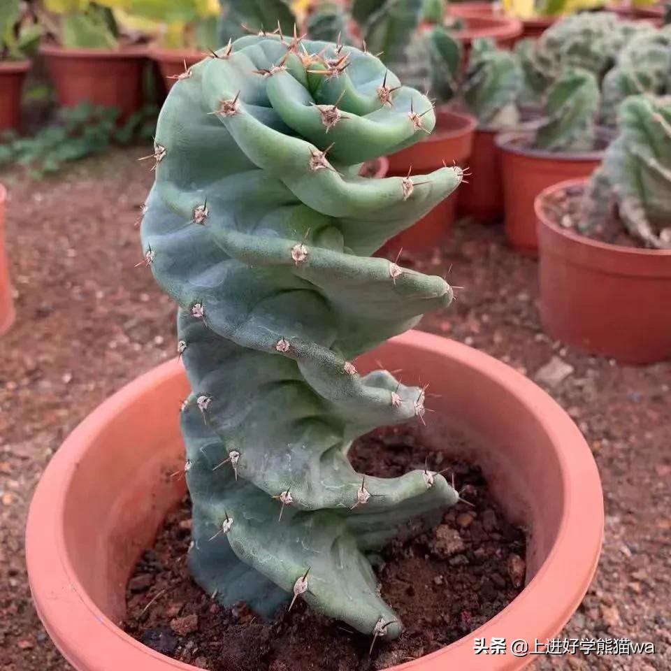 66种罕见仙人掌,花团锦簇,艳丽无比