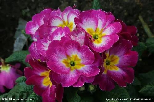 樱草花 花开有时 100 天天看点