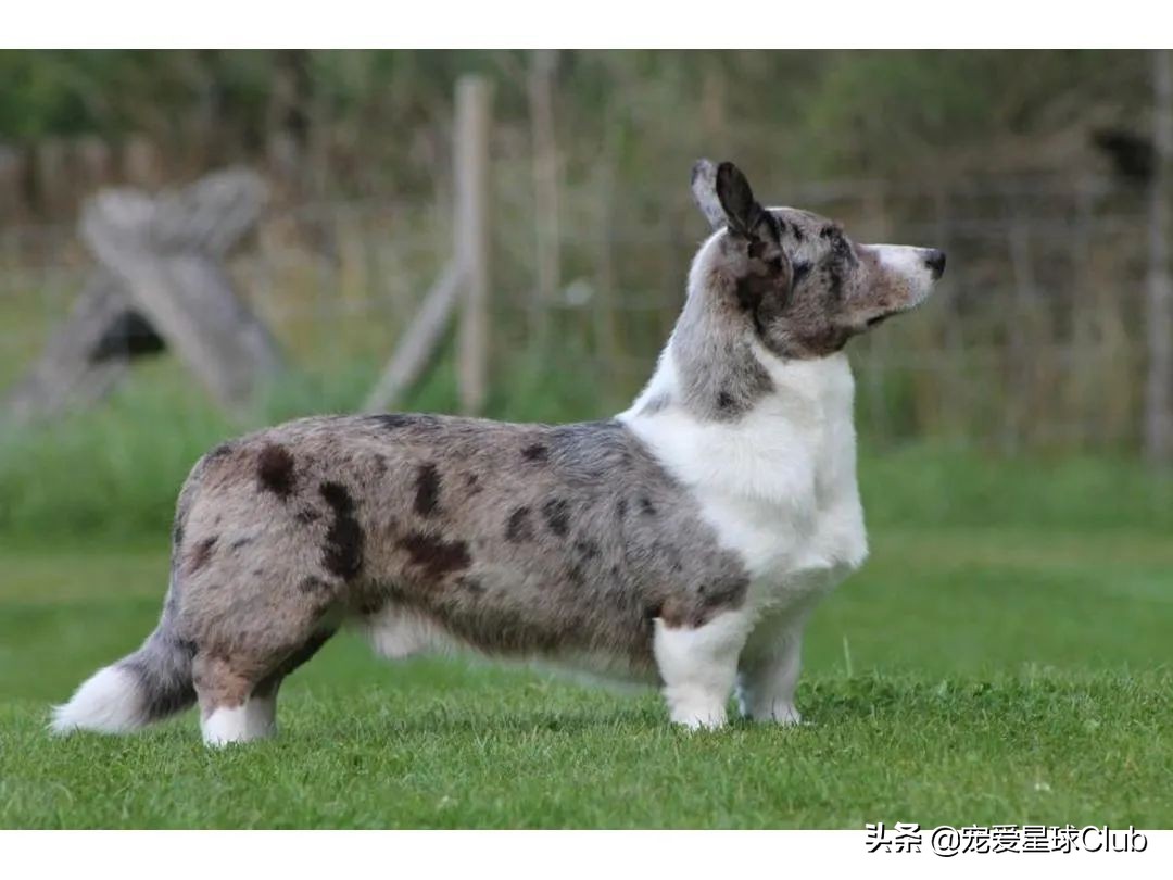 百科 | 卡迪根威尔士柯基，稳重聪明的短腿牧牛犬
