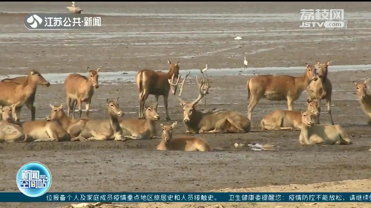 盐城大丰再现&ldquo;鹿王争霸&rdquo;麋鹿总数突破7000只