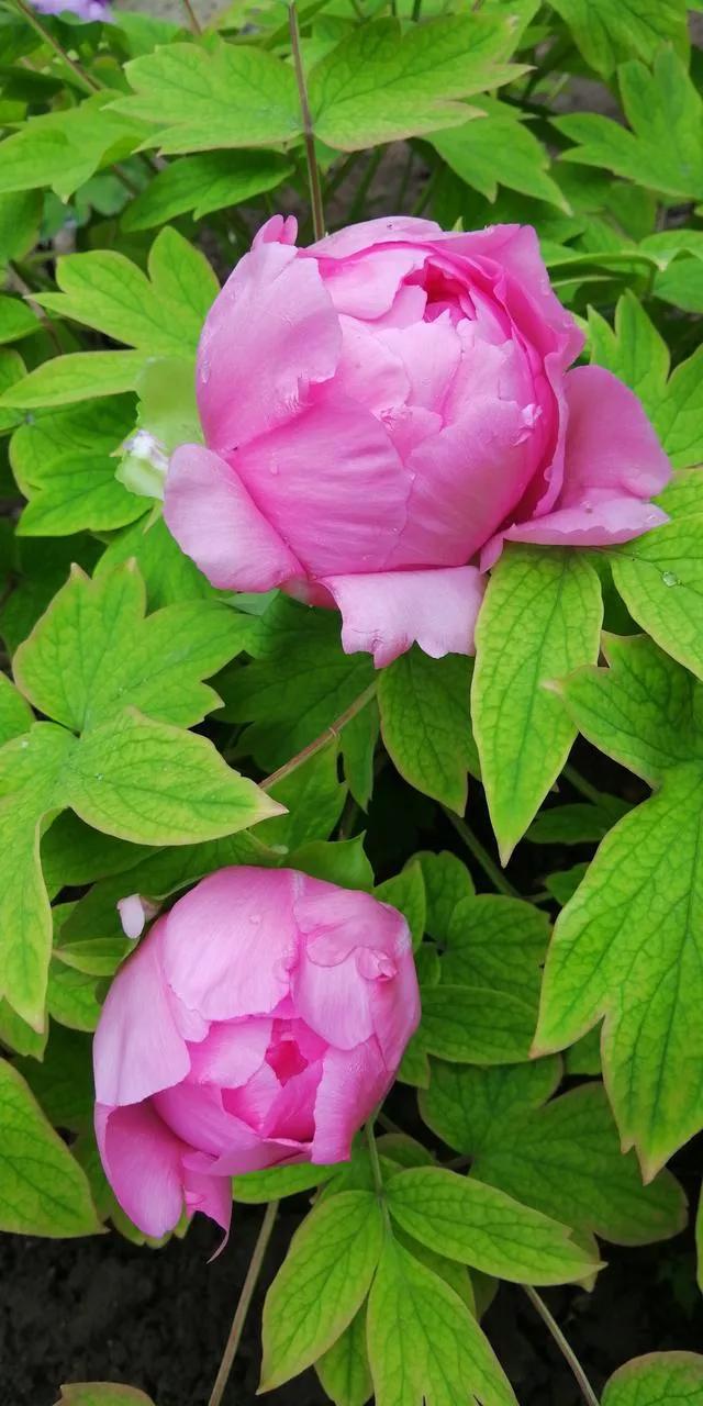 谷雨的古诗词有哪些「写谷雨节的古诗词」