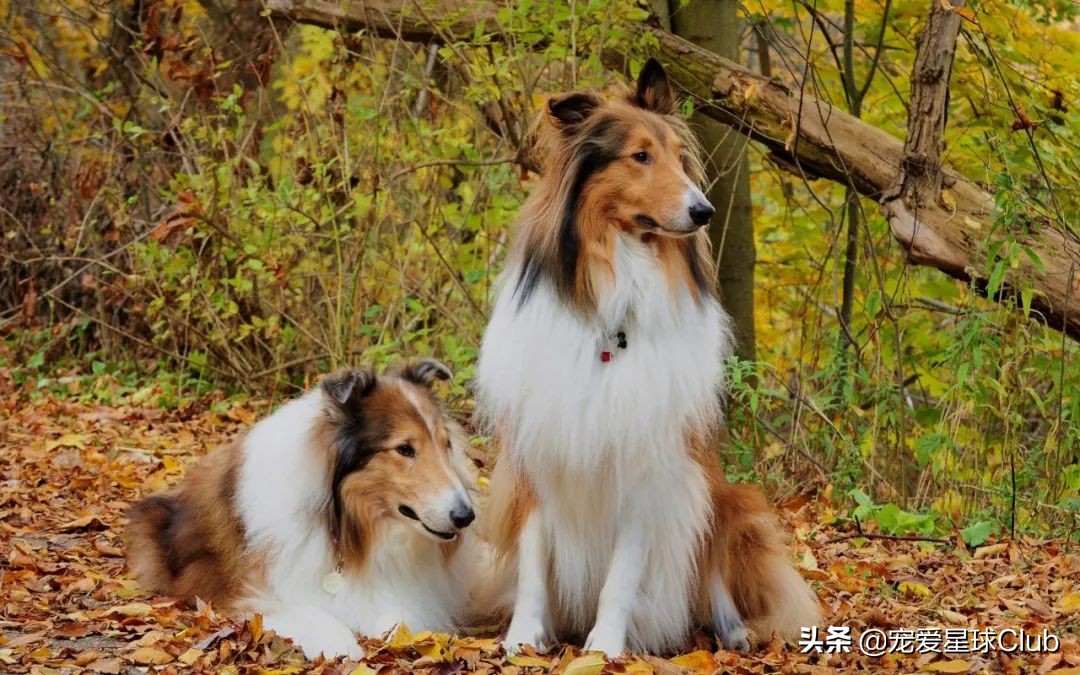 百科 | 苏格兰牧羊犬，端庄优雅的牧羊明灯