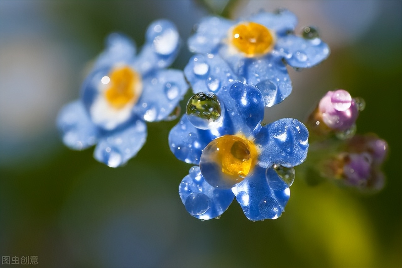 写给痴念一生的你：缘来缘去缘如水，花开花落心无悔，好想你