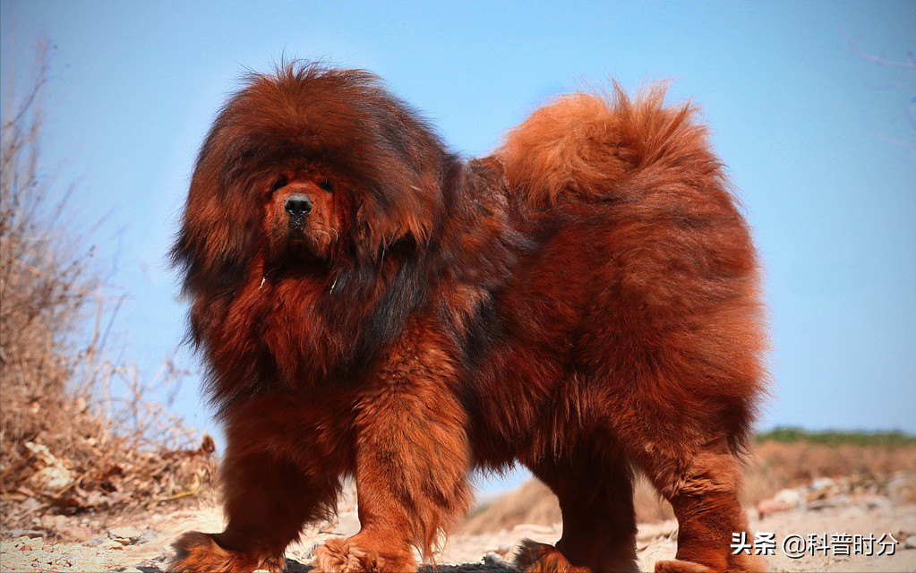 法国波尔多犬(世界上凶猛的十种狗，日本土佐犬上榜，藏獒排名第二)