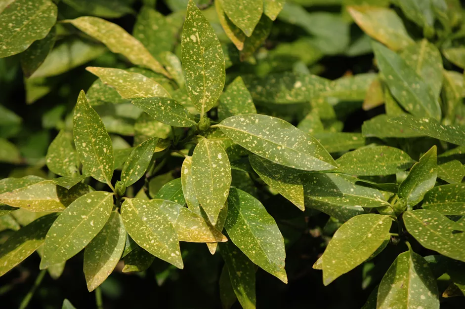40种适合庭院花园的常见灌木植物，你认识它们吗？