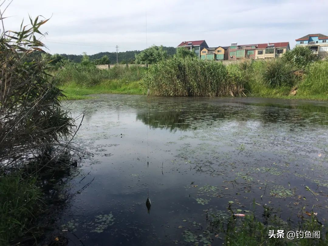 快快鱼骗了多少人(新手如何快速钓到鱼？不靠饵料和小药，野钓只走这两种路子)