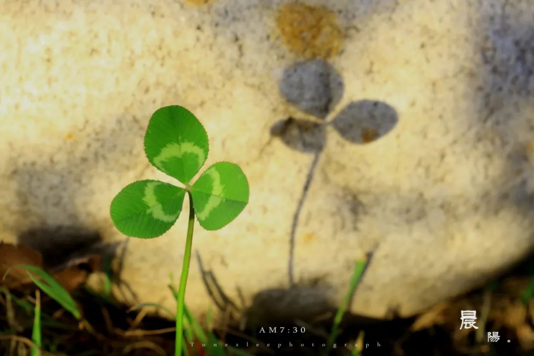 30句青春诗词，每一句都适合当座右铭，最适合今天发朋友圈