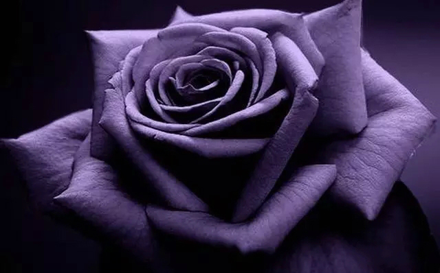 金辉玫瑰的寓意是什么(18种鲜花小众又高级)