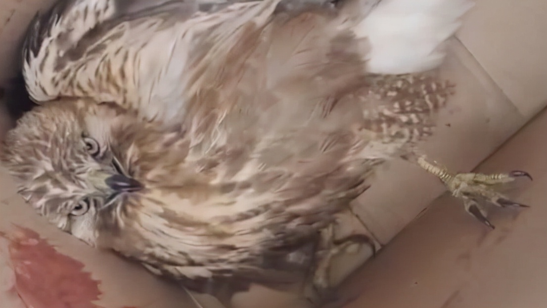 成都的大学鸡窝哪里多（四川一老鹰被鸡啄伤）