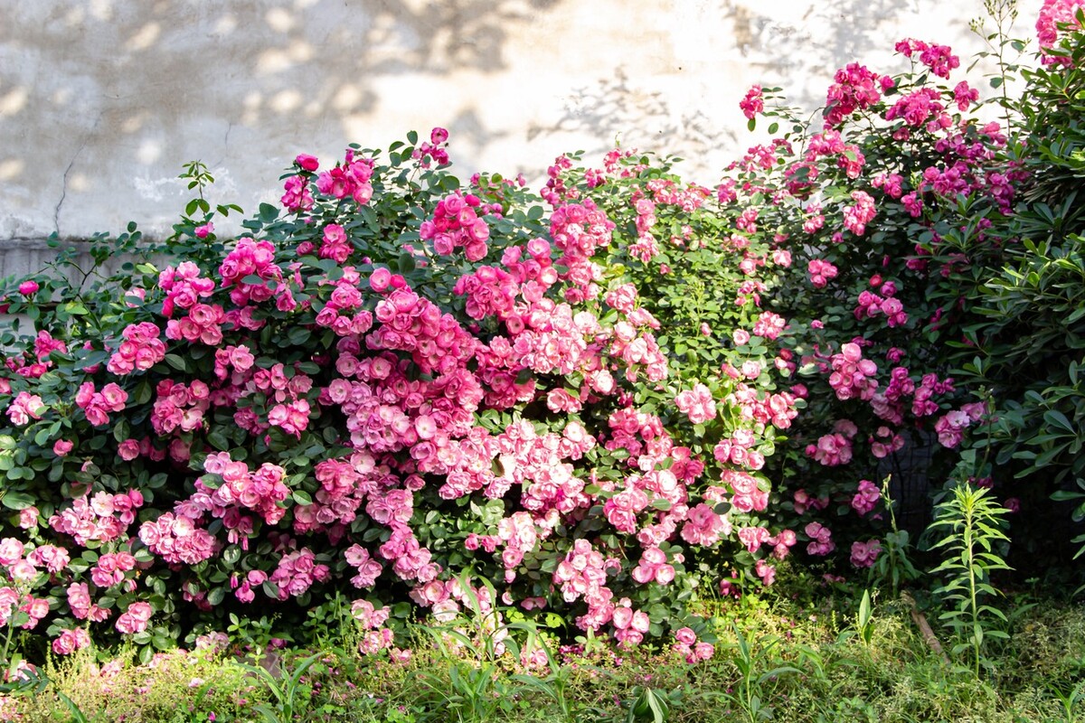 晚春唯美蔷薇花开古诗六首：水晶帘动微风起，满架蔷薇一院香