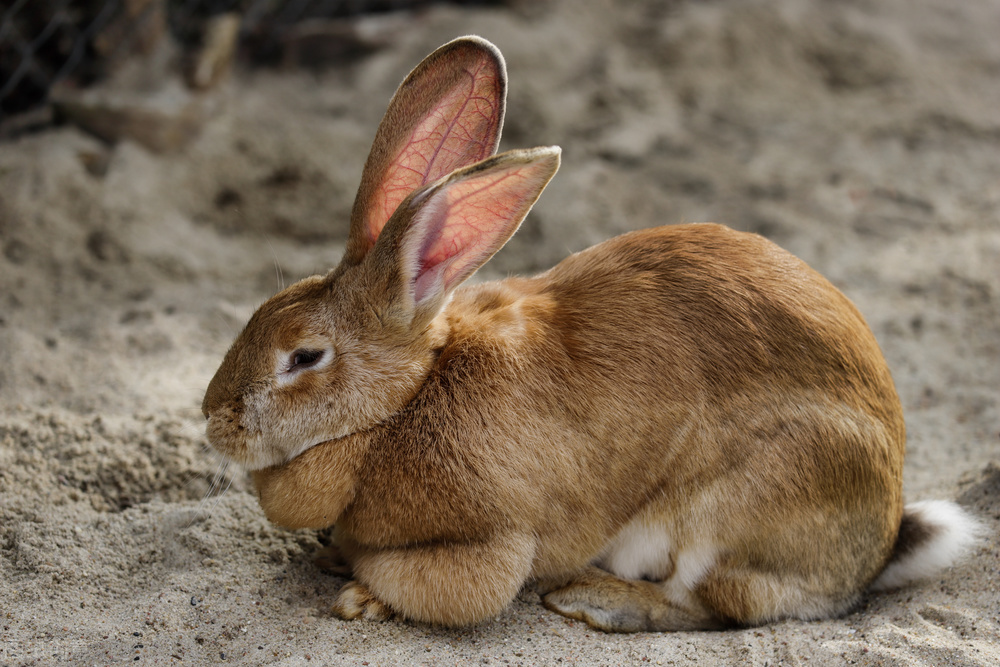 最大的兔子品种(世界上最温顺和宽容的兔子品种，如果饲养得当，它们可以成为宠物)