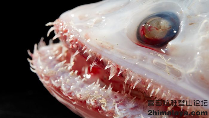「澳大利亚」科学家在澳大利亚西海岸发现令人着迷的深海生物