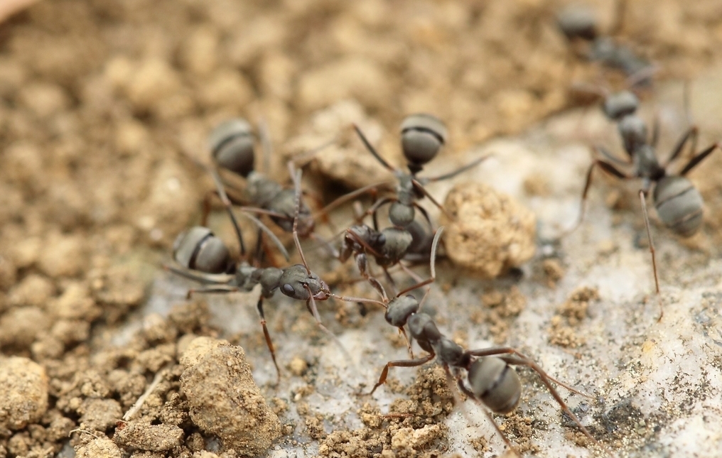 蚁后是怎么被生出来的（蚁后怎么繁殖出来的）-悠嘻资讯网