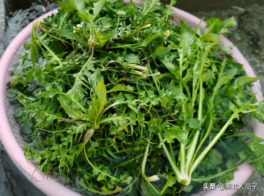 春天挖野菜，送你56种野菜大图片，带你见识不同的野菜和吃法