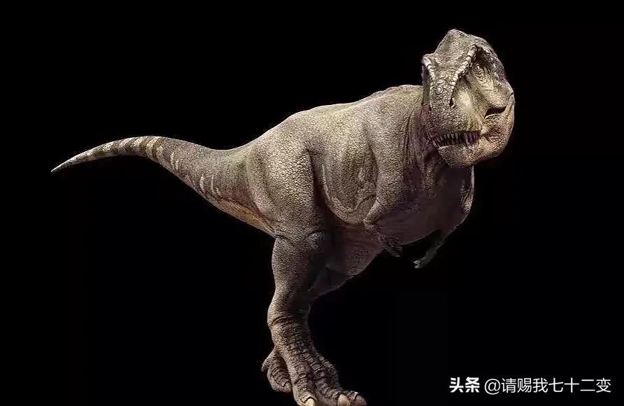 特暴龙和霸王龙哪个厉害(特暴龙厉害还是霸王龙厉害) - 风集网