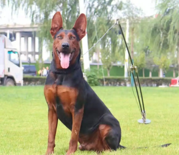 冲突,那打起架来真的称得上是"一口一个",普通人家根本不敢养这样的狗