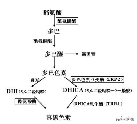 同样是白皮，为什么少女总有玻璃般的透明感？