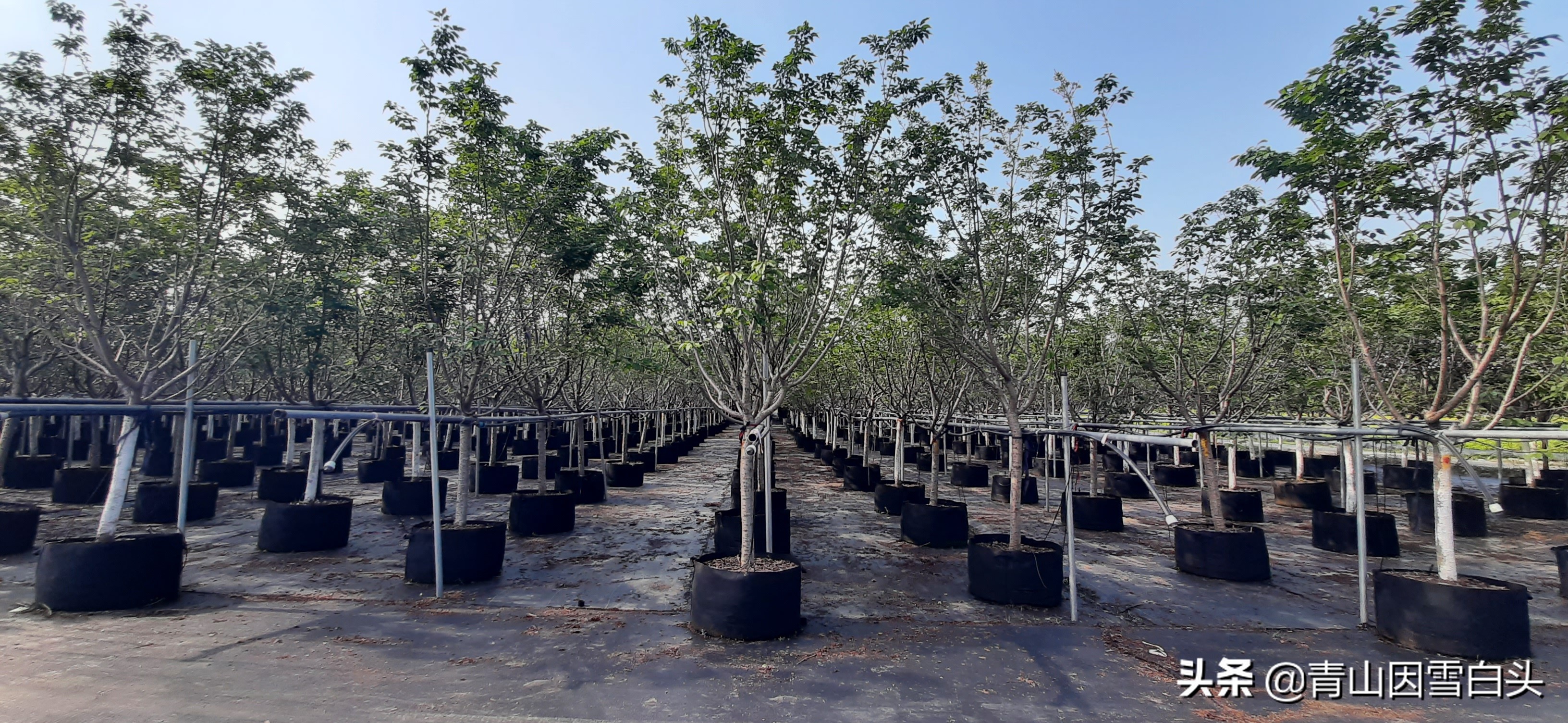 紫薇树价格(国内最顶端的苗圃) - 价格百科