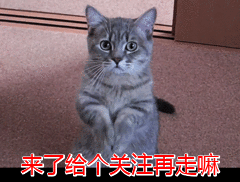 网友：买猫一时爽，养猫火葬场，这几种猫劝你别乱入手