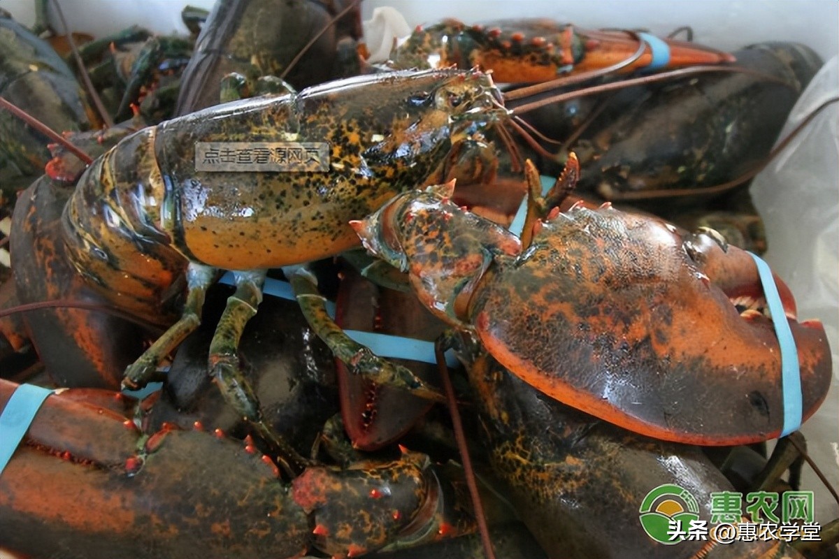 2023大龙虾价格多少钱一斤?